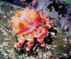 A common sight in north west pacific waters, this juvenil... by Lyndell Weldon 